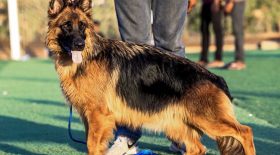 chien positif coronavirus décédé