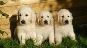 La défense des animaux au coeur des débats