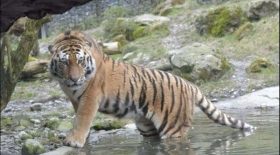 femme décédée attaquée tigre