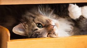 femme enceinte chat