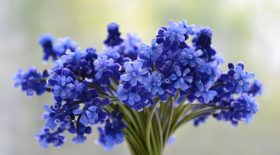Saurez vous reconnaître ces variétés de fleurs