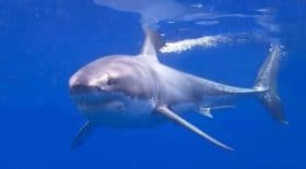 mexique grands requins blancs attaquent