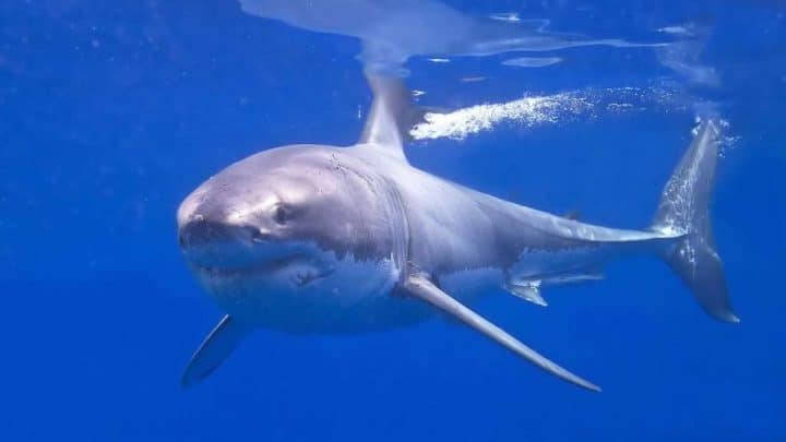 Attaque de requin dans le Maine