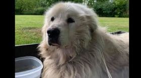 il-abandonne-son-chien-devant-un-refuge-avec-une-note-absolument-scandaleuse