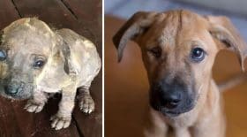 Ces clichés de chiens avant et après adoption risquent de vous faire fondre