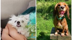des animaux tapent la pose et c'est un fail
