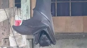 la-photo-de-chauve-souris-est-bien-reelle