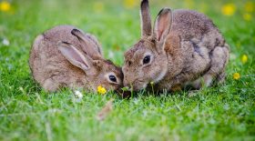 L'ébola des lapins