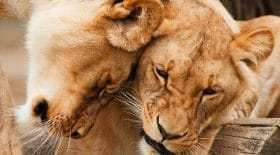 lionne
