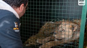 4 lionnes retrouvées dans un piteux état dans l'Eure