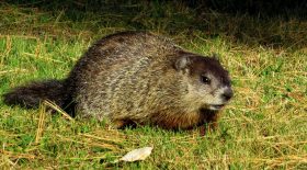 marmotte