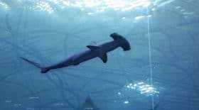 Michel Bourez attaque requin