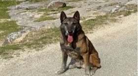 Narko chien retraite