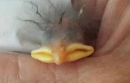 oiseau