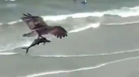 oiseau requin