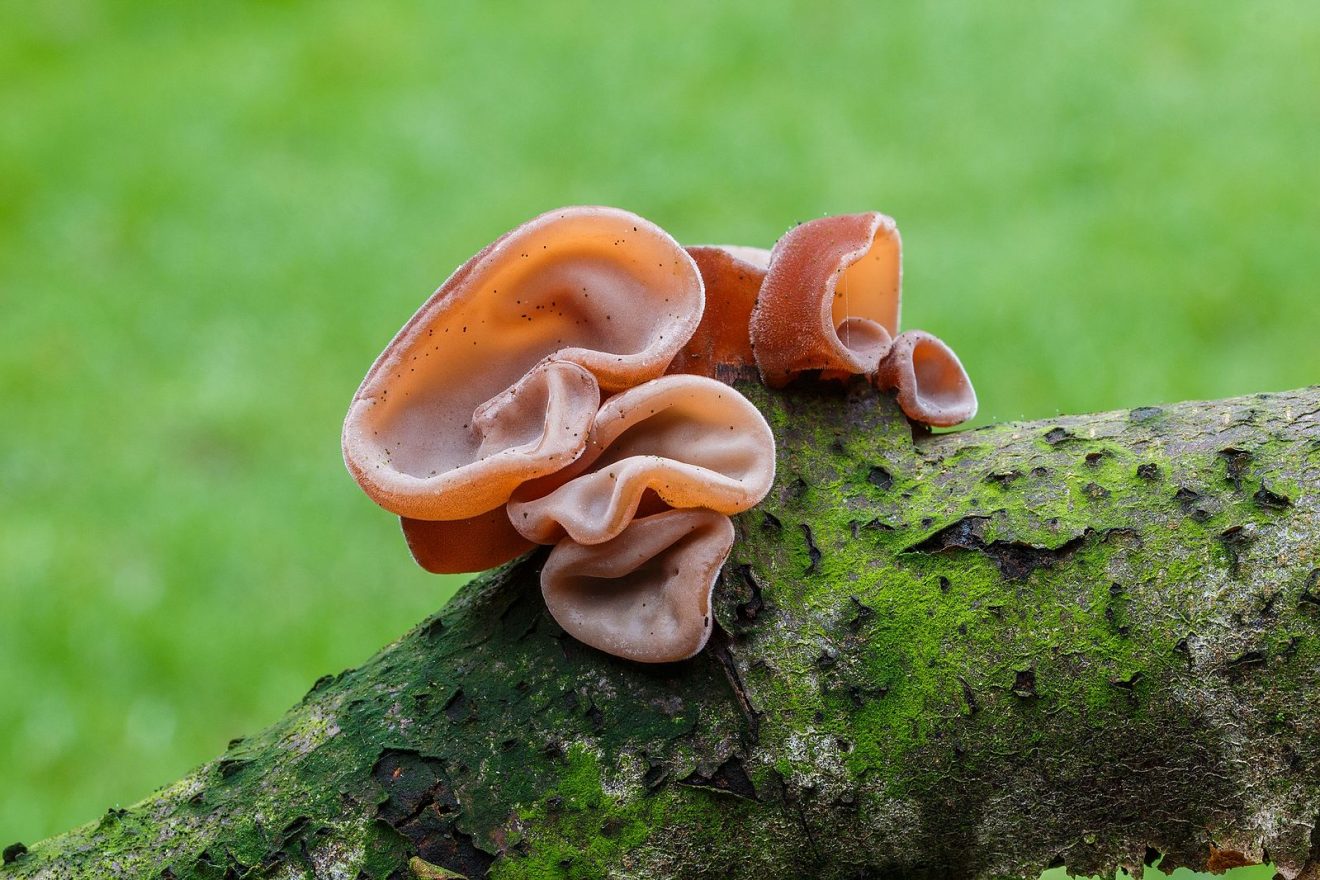 Гриб Аурикулярия уховидная или Иудино ухо Auricularia auricula - купить мицелий