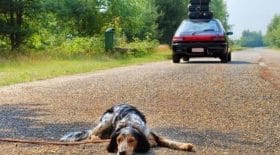 remi-gaillard-fait-une-campagne-choc-pour-lutter-contre-labandon-des-animaux