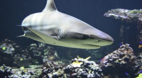 requin