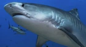 requin attaque baleine