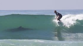 requin surfeur tué australie