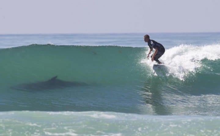 requin surfeur tué australie