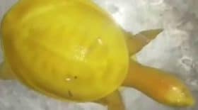 une-tortue-jaune-aux-yeux-roses-sauvee-in-extremis-inde