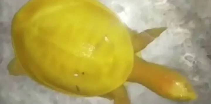 une-tortue-jaune-aux-yeux-roses-sauvee-in-extremis-inde