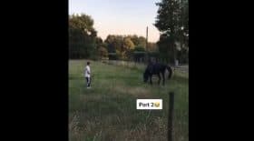 affligeant-les-jeunes-terrorisent-un-cheval-et-un-poney-dans-video-tiktok