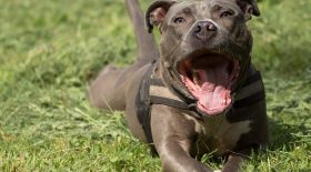 amstaff