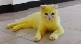 Animaux : chat devient Pikachu