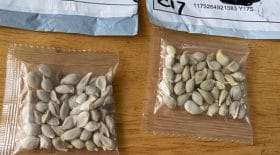 Arnaque des graines dans vos boîtes aux lettres