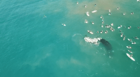 Des baleines australes s'approchent très près d'une bande de surfeurs