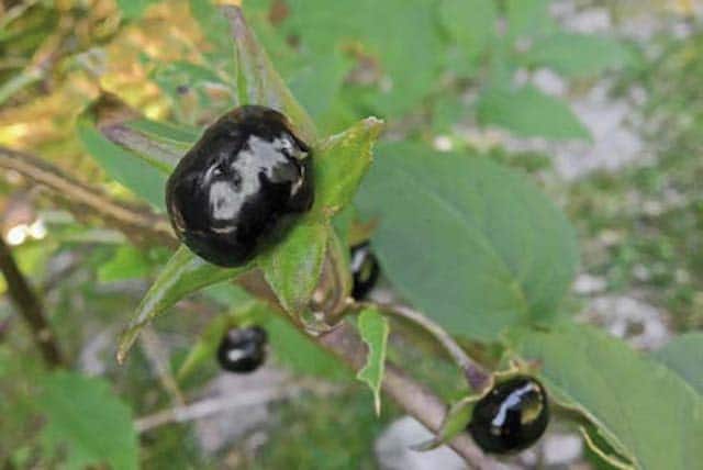 belladone plantes toxiques 3