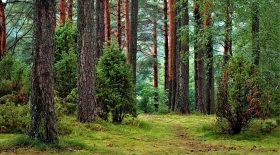 Des produits Carrefour retrouvés en forêt