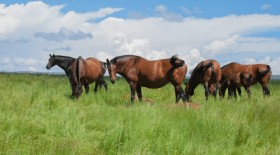 Depuis plusieurs mois en France, des dizaines de chevaux sont retrouvés tués et mutilés