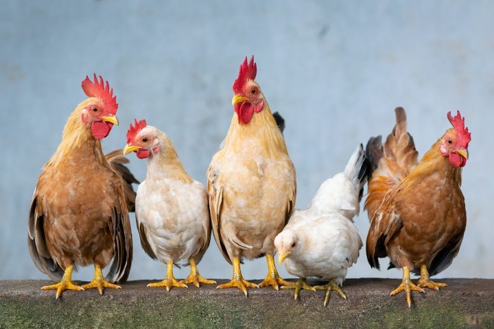 La blague des poulets