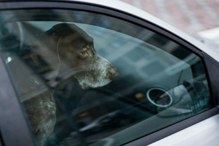 Une fillette et un chien restent enfermés dans une voiture 