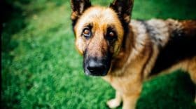 chien-mort-du-coronavirus-il-etait-en-realite-atteint-dun-cancer