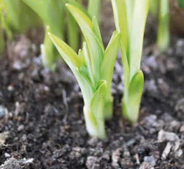 colchiques plantes toxiques 2