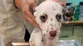 dalmatien