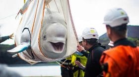 deux-belugas-sont-sauves-dun-aquarium-et-disent-merci-avec-large-sourire - Copie