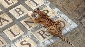 les-tigres-de-fort-boyard-seraient-sous-calmants-tweet-choc-qui-fait-polemique
