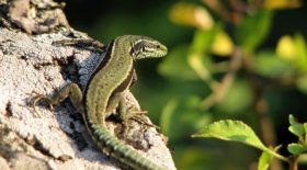 Un passant surprend deux lézards dans une position hilarante