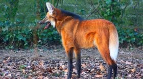Un loup à crinière vient manger des offrandes dans un temple