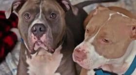 Deux pitbulls attaquent violemment une adolescente de 15 ans