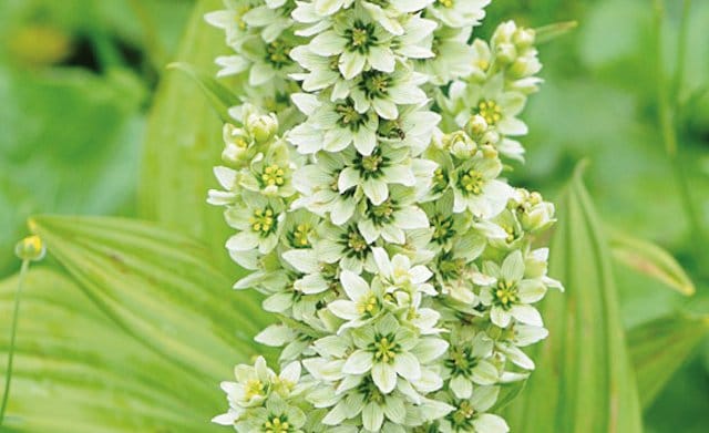 toxiques vérâtre 4