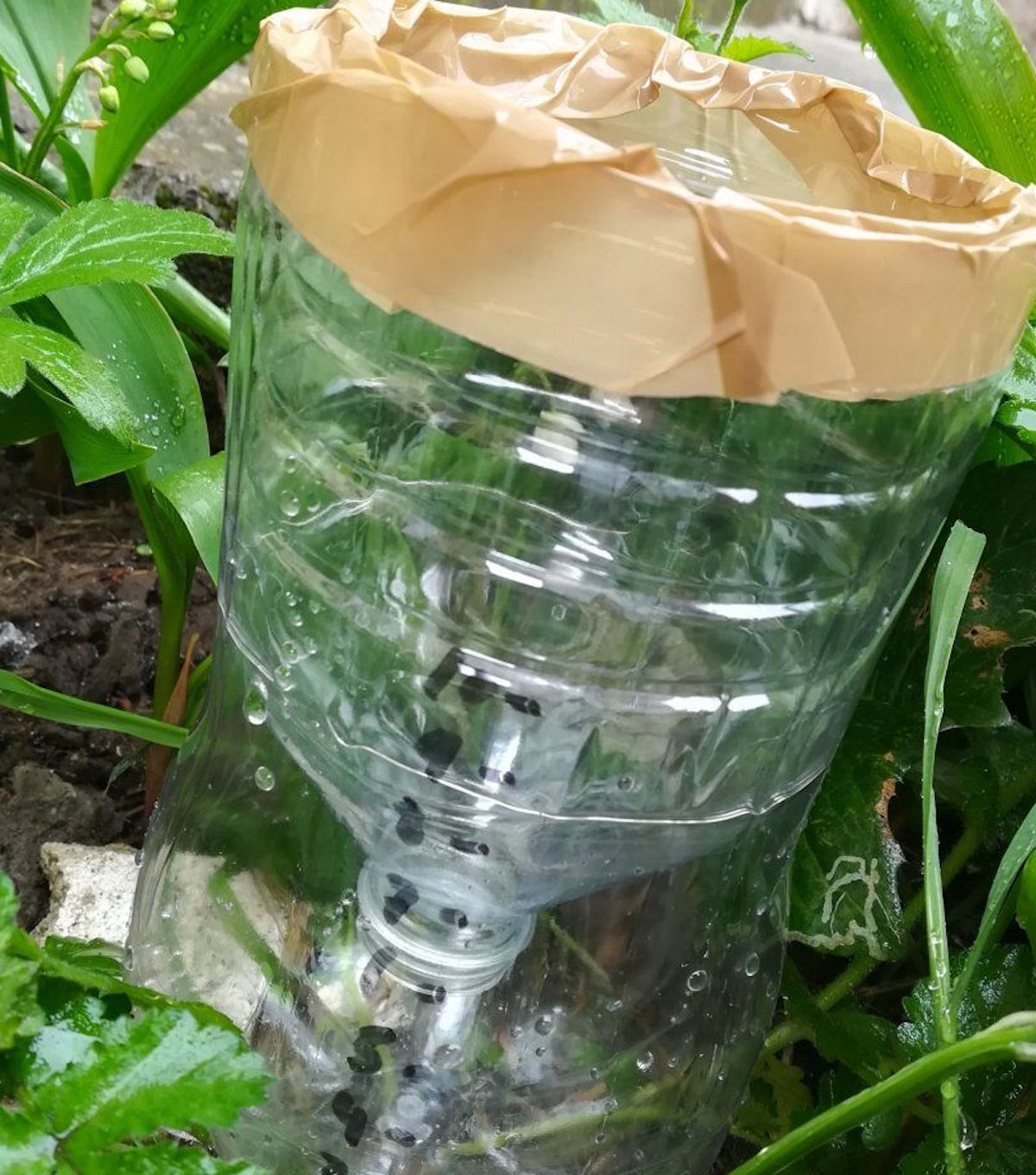 Un pluviomètre pour économiser l'eau d'arrosage… - Le JardinOscope coté  pratique, les bons gestes à faire au jardin