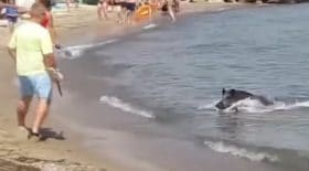 sanglier plage allemagne