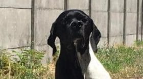 SPA disparition d'un chien