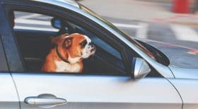 Partir en vacances avec son animal